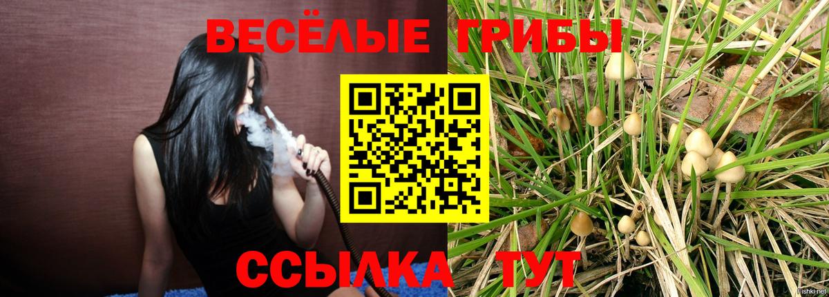 Галлюциногенные грибы Psilocybe Алатырь